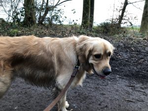 It was really, really muddy on Reigate Hill which I loved and that gave him something to do when we got home to get me clean again!