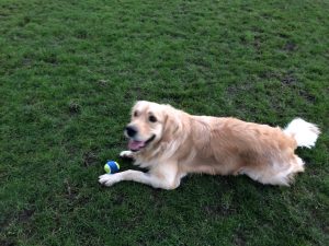 This blue and yellow ball lasted about 30 seconds! I am a ball destroyer of the first order!