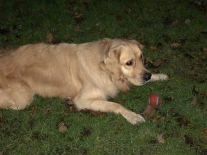 I found this ball on The Green and refused to give it back! Eventually, he stole it from me and I barked and barked but he wouldn't give it back!