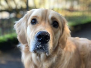Can someone tell me? How did a dog as handsome and clever as me end up with someone like him!