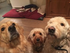 Me with my friends Eddie and Ruby - they're pretty good looking, but I am the handsome one on the left!