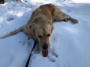 This snow stuff is pretty cool! No, I mean cool - flamin' cold!