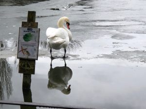 Bay Pond had pretty much iced over and all the birds were sitting on it!