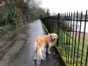 Oh for goodness sake man, it's wet, it's dull, I'm muddy and I just want to go home! Get a move on!