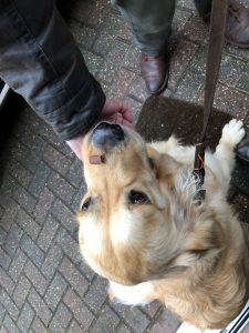 See that treat on my nose? I'm still not giving up my tennis ball for that!