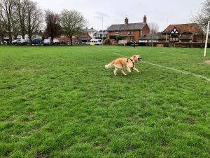 Me having a jolly good run around on The Green this morning. He seemed to think that my walk had been enough - how wrong he was!