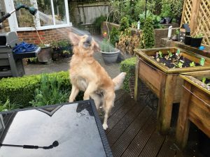 How was I supposed to know that the water was meant for the plants? I was a bit thirsty!