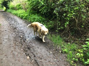 Green Lane was a bit muddy by Friday morning. Not that I care!