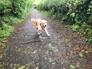 I had a jolly good run around on Bay Pond path but there wasn't a sniff or anyone else there!