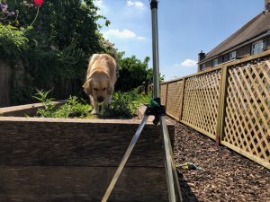 I had a good sniff around in those beds when I got home, but nobody else had been there. It's about time he planted something in them so that I can rip it out!