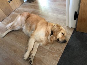 Blimey! All this activity isn't half tiring! Still, nobody'll notice me laying in the doorway to push out a few ????s!