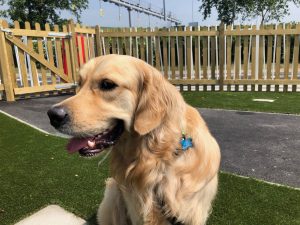 I have my own personal 'Flexiplus' doggy area at the tunnel. Of course, I had exclusive use of it when I was there ... I'm practically royalty really!