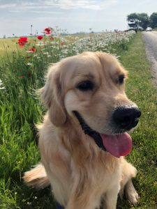 I may not be allowed on the beach, but there are some lovely walks around the area!