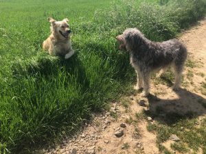 I had a lovely time playing with Charlie! It was so good and we had such a lovely time - I can't wait 'till we do it again!