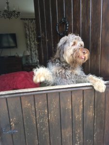 I think Charlie was pleased to see me too! It was all so exciting!