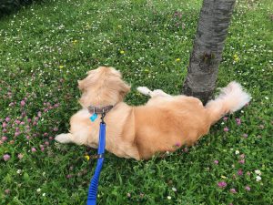 I thought I'd lay down and enjoy the scenery when we stopped so that I could stretch my legs!