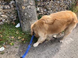 Most messages were in French, but I did manage to pick up the odd woof!