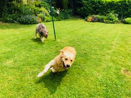 I AM the fastest dog in dogdom!
