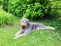 Charlie having a lay down!