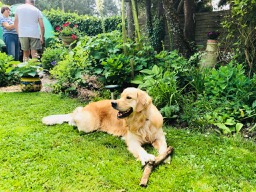 I've found Charlie's stick and I'm gonna eat it!