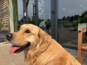 Waiting outside the French Doggy Doctors!