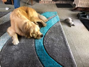 I lay down on the floor and shut my eyes as hard as I could!