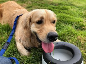 It is amazing how a bowl of fresh water finds its way into the car when it's hot!