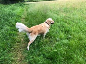Tylers Close field has lovely long grass to run about in at the moment!