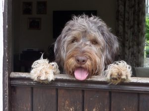 Does Monty have to go?