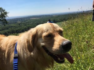 The view from the top of the North Downs is amazing!