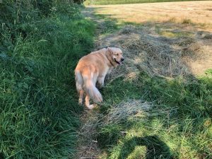 I'm not sure I like this straw stuff, I don't really understand it. Mind you, I'm not the only one because a day later some tyke (that isn't actually the word he used!) had burned it!
