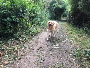 Someone has cut all the stinging nettles down in Green Lane!