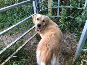 Oh hurry up man, I have a lot of running about and sniffing to do in this field!