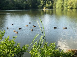 It is so nice to see some life on Bay Pond again. A few ducks makes all the difference! 