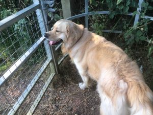 Oh come on man! Get this gate open! I've got a field to run in!