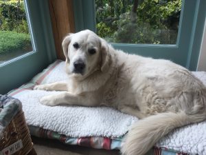 This is Tilly and she is eight years old!