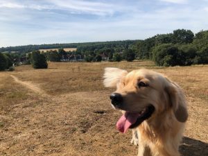 The view from up here is great, although I don't really care, there are rabbits to hunt down!