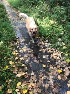 The path was flooded between Tylers Close field and The Hollow!