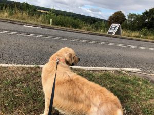 Out for a walk with him, I was looking for anything or anyone interesting to have a woof with!