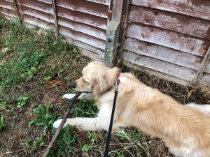 Walk? What walk? I'm going to chew this stick I've found!
