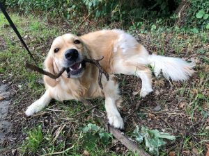 This stick chewing game is quite fun. I keep finding them at the moment!