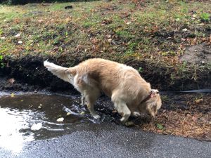 You have to walk through every puddle ... it's the law!