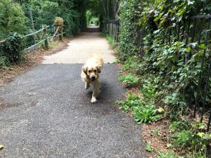 I am the fastest, most handsomest, dog in dogdom! Everyone knows that!