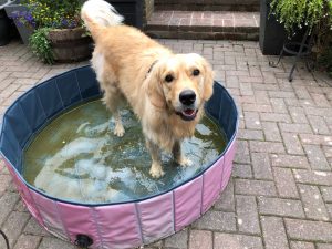 Having a jolly good splash in my paddling pool to wash my paws and legs!