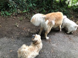 We met Auntie Fran and these other dogs, so we had a jolly good sniff of each other's bottoms!