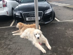 These two beautiful golden retrievers were laying quietly outside Lidl waiting for their human to return!