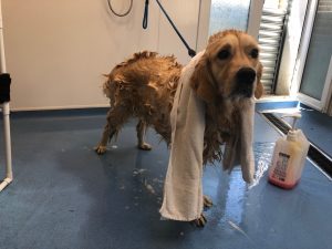 He decided I should get a shampoo whilst I was having my wimming session!