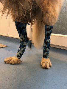 My really cool hock supports. Nobody could see me!