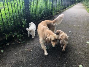 We all had a jolly good sniff of each other's bum. Lovely!