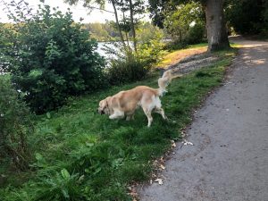 Tilgate Park is great fun! I am looking forward to going back there again.